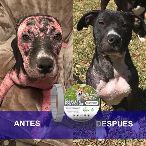 Waggie™ - Salva a tu perro de las pulgas